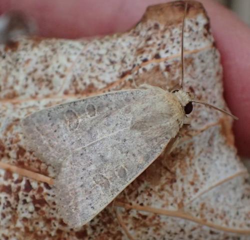 Hoplodrina sp.